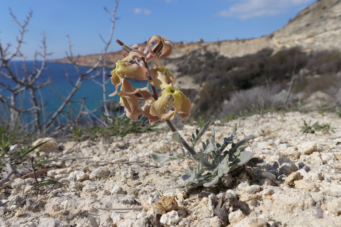 Изображение особи Matthiola odoratissima.