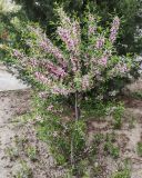 Amygdalus nana. Цветущее растение. Волгоград, ул. Изобильная 4. 20.04.2026.