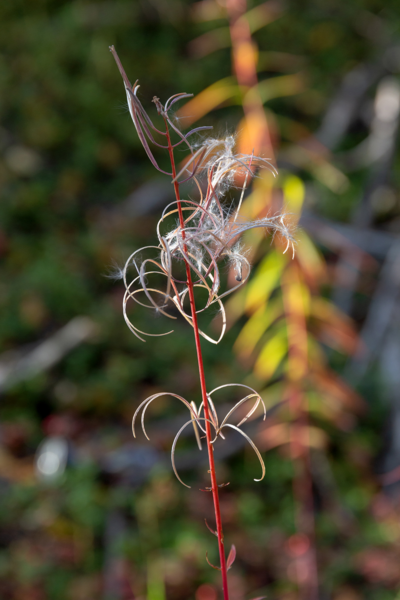 Image of Chamaenerion angustifolium specimen.