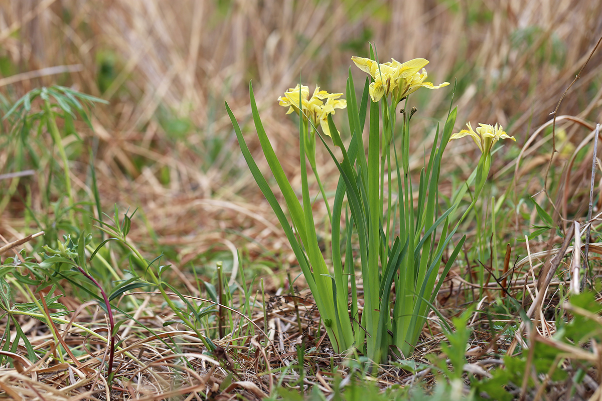 Image of Iris vorobievii specimen.