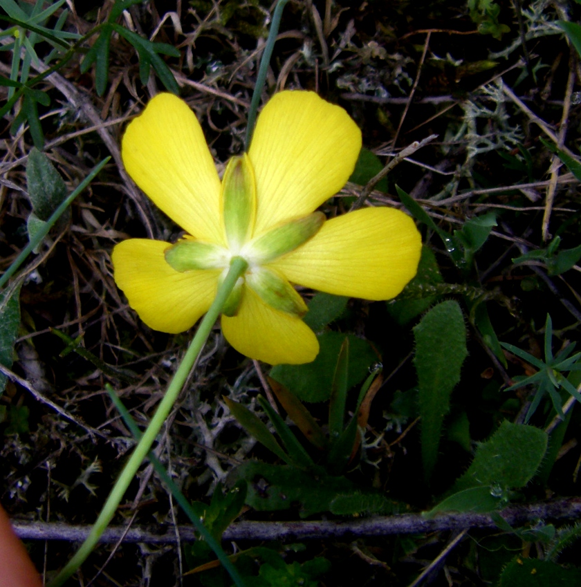 Изображение особи Ranunculus gramineus.