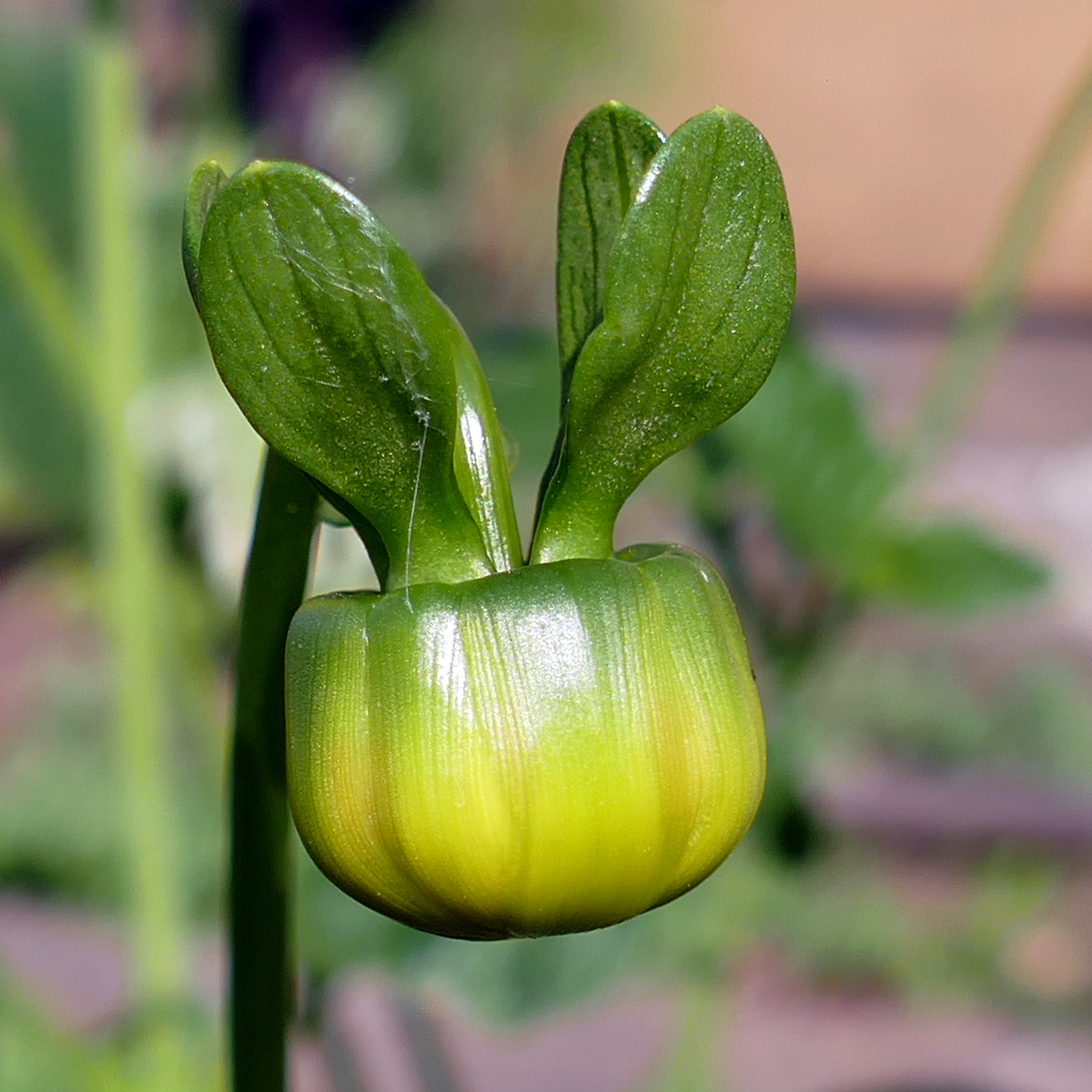 Image of Dahlia × cultorum specimen.
