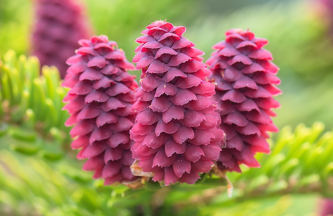 Image of Picea ajanensis specimen.