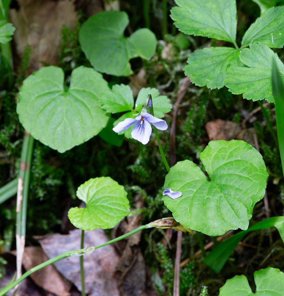 Image of Viola epipsiloides specimen.