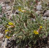 род Astragalus