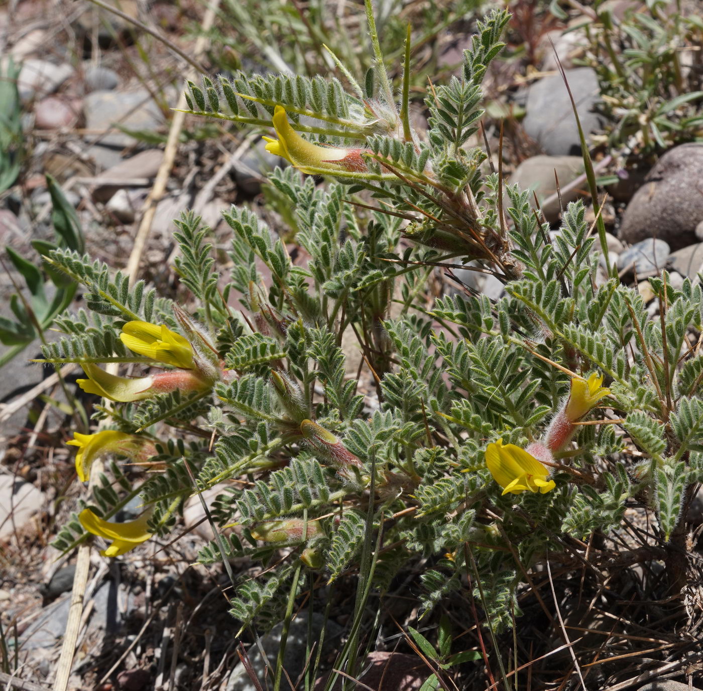 Изображение особи род Astragalus.