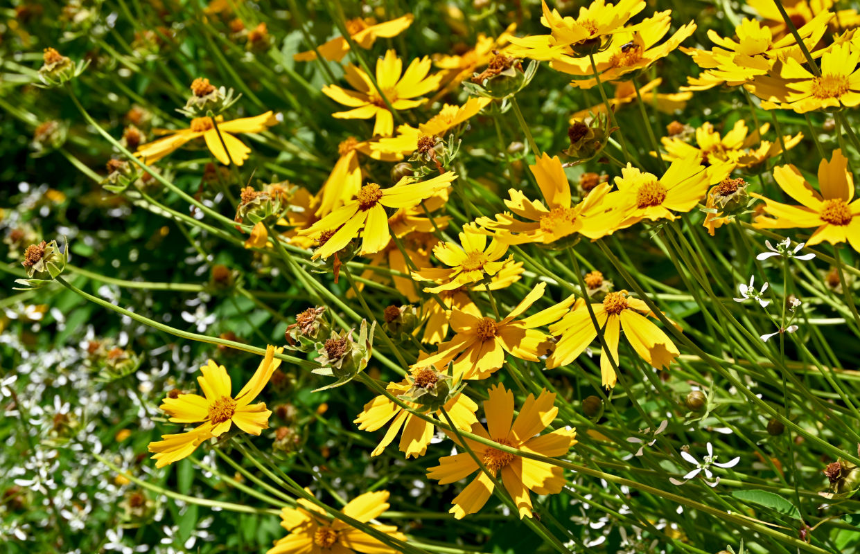 Image of Coreopsis grandiflora specimen.