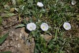 Convolvulus lineatus. Цветущие растения. Грузия, край Самцхе-Джавахети, Аспиндзский муниципалитет, южная окр. с. Тмогви, горная степь, среди камней. 10 июня 2026 г.