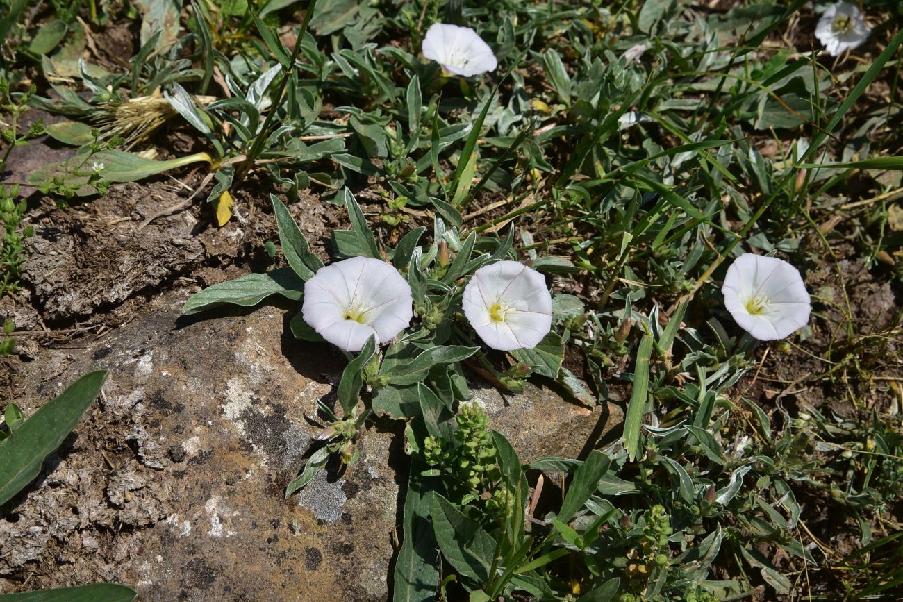 Image of Convolvulus lineatus specimen.