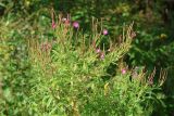 Epilobium hirsutum