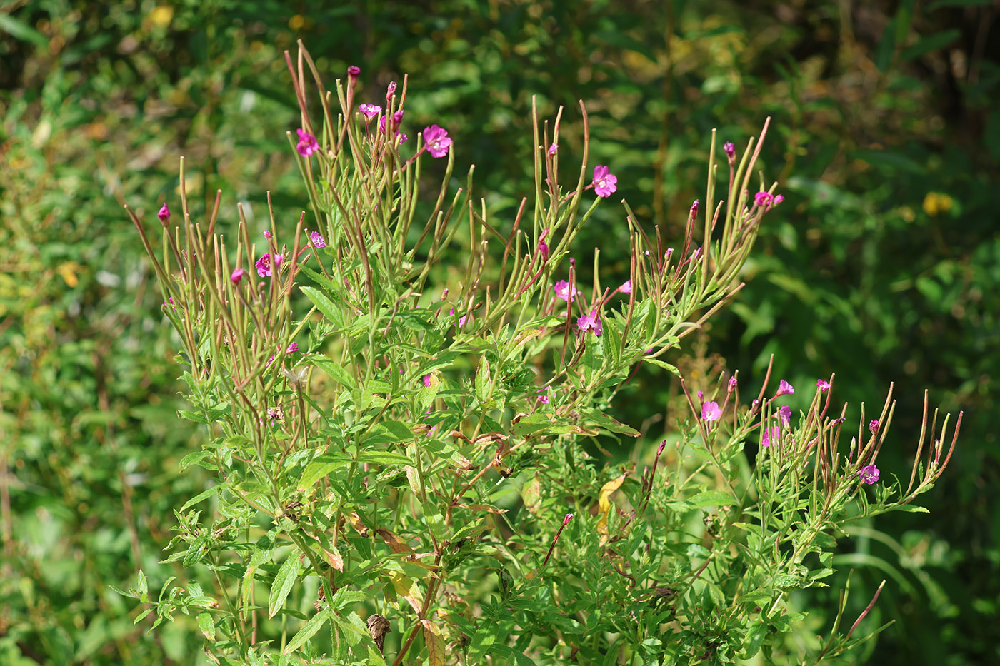 Image of Epilobium hirsutum specimen.