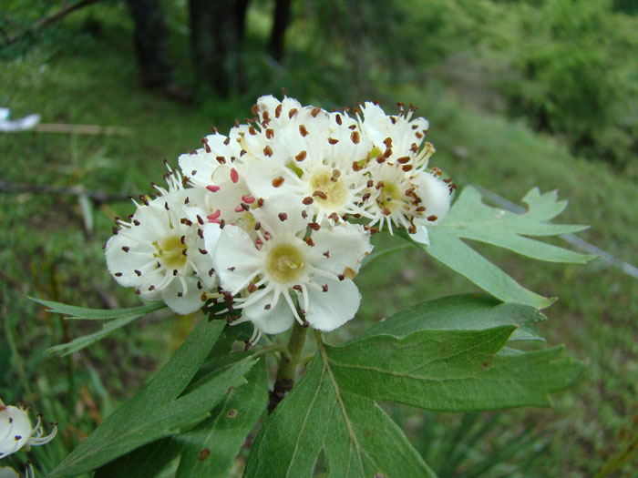 Изображение особи Crataegus pontica.