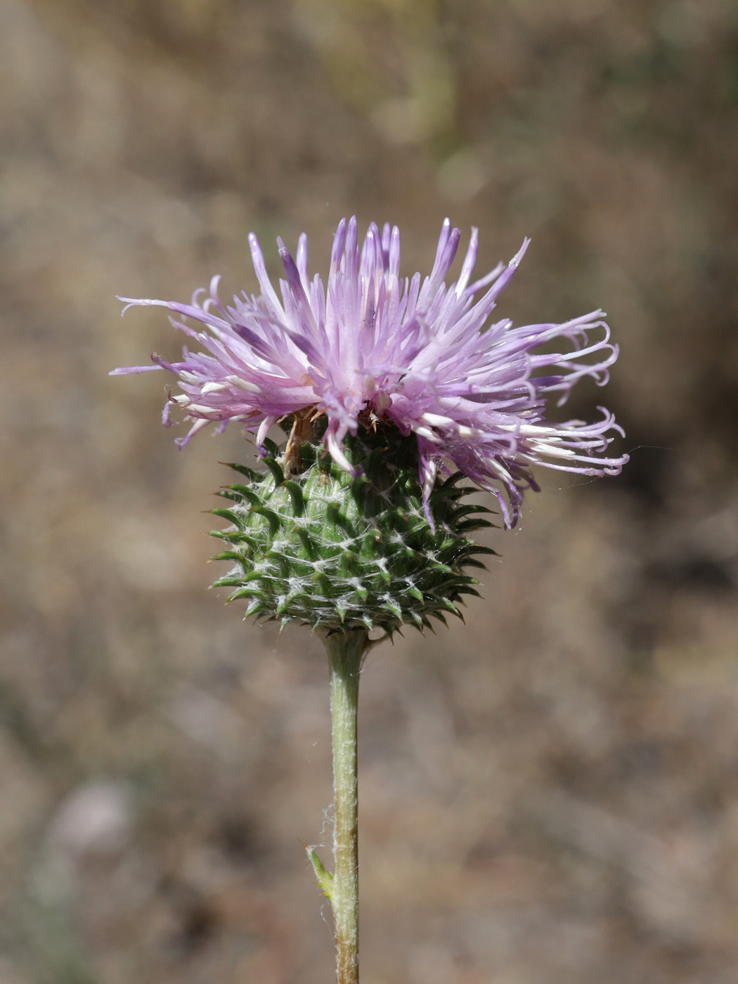 Image of genus Cousinia specimen.