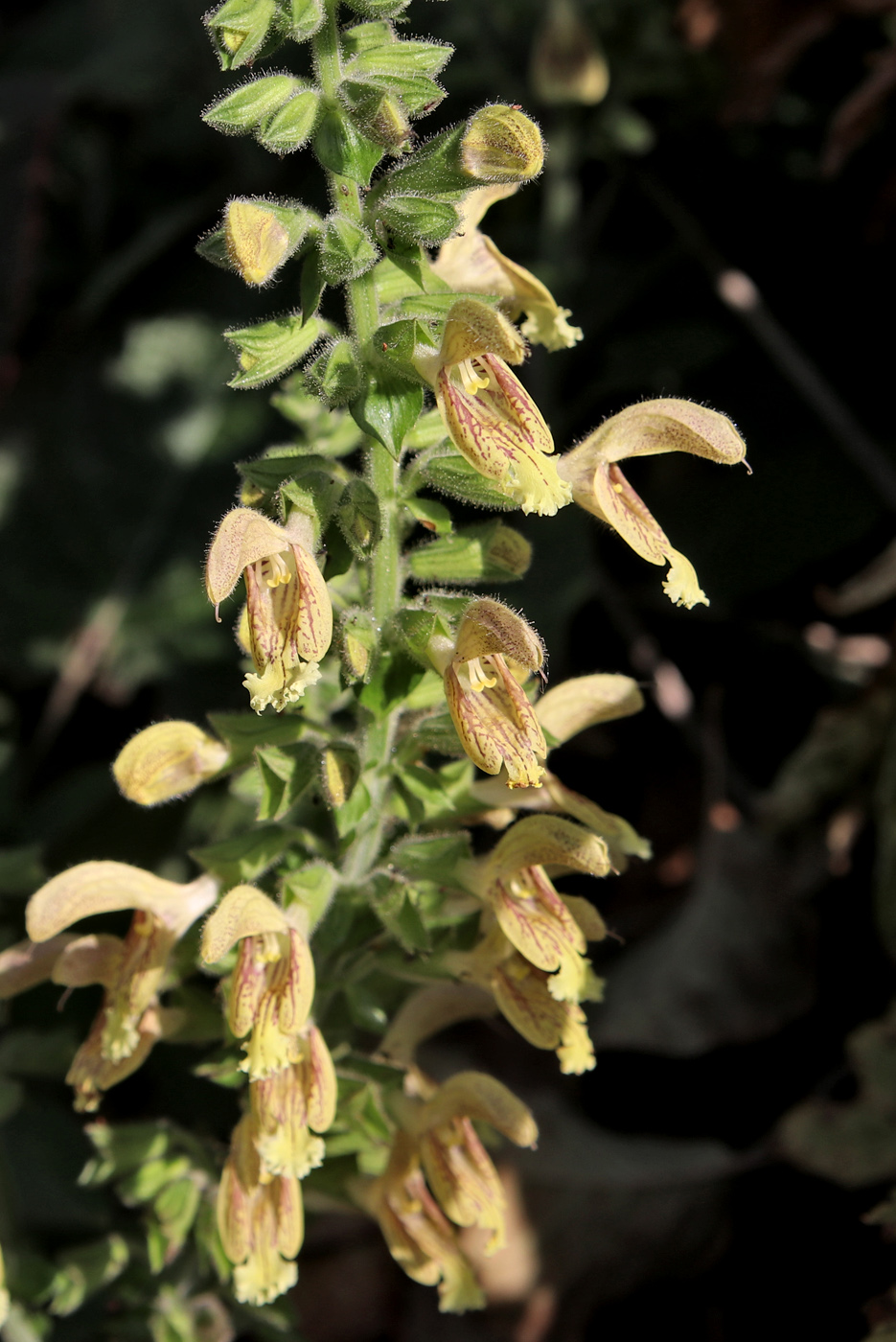 Image of Salvia glutinosa specimen.