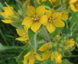 Lysimachia verticillaris