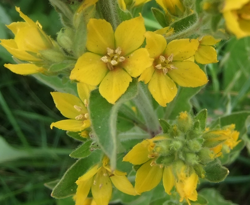 Изображение особи Lysimachia verticillaris.