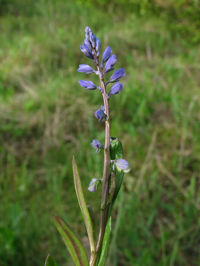 Image of Polygala amarella specimen.