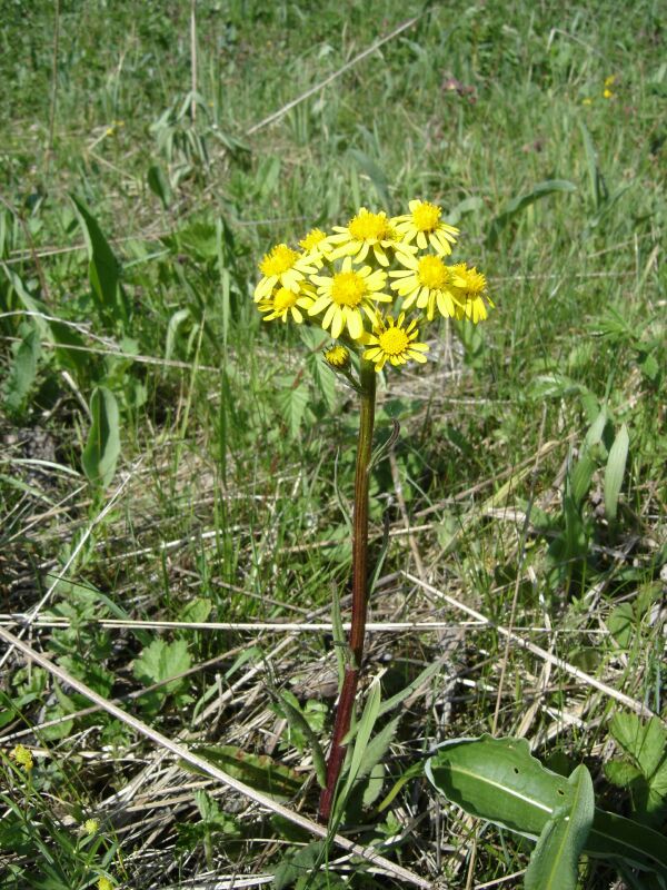 Изображение особи Tephroseris integrifolia.