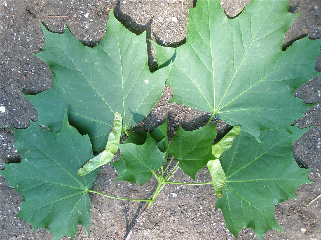 Image of Acer platanoides specimen.