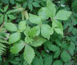 Sinopodophyllum hexandrum