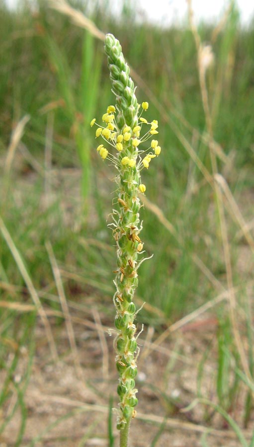 Image of Plantago salsa specimen.