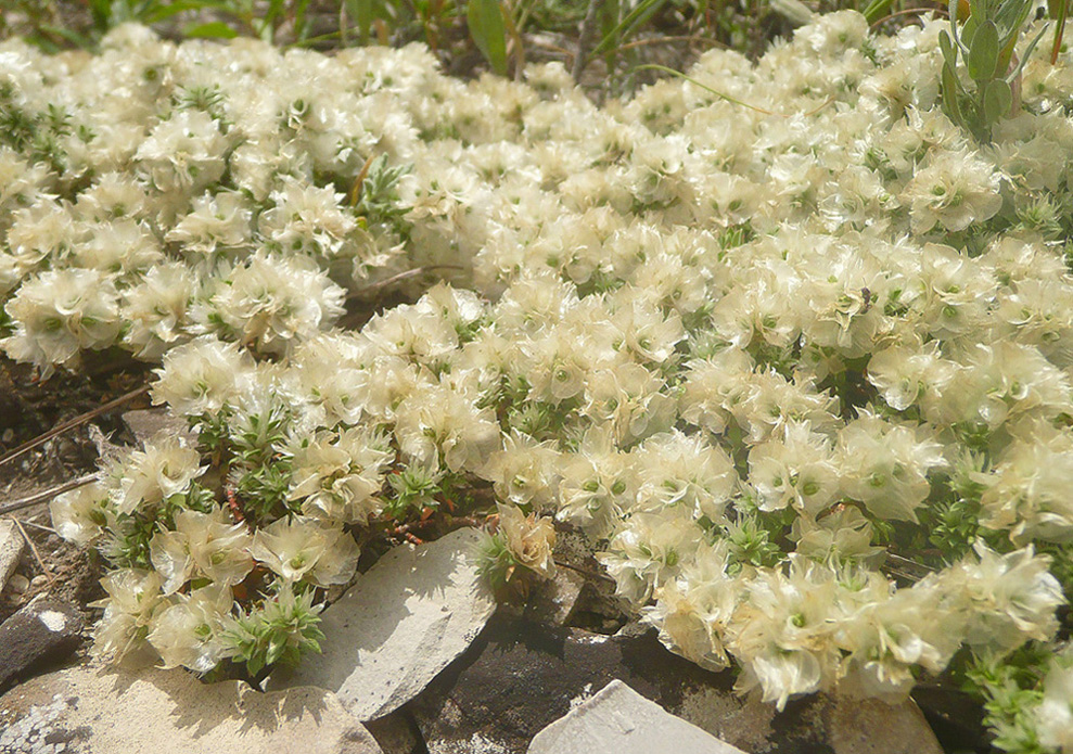 Image of Paronychia cephalotes specimen.