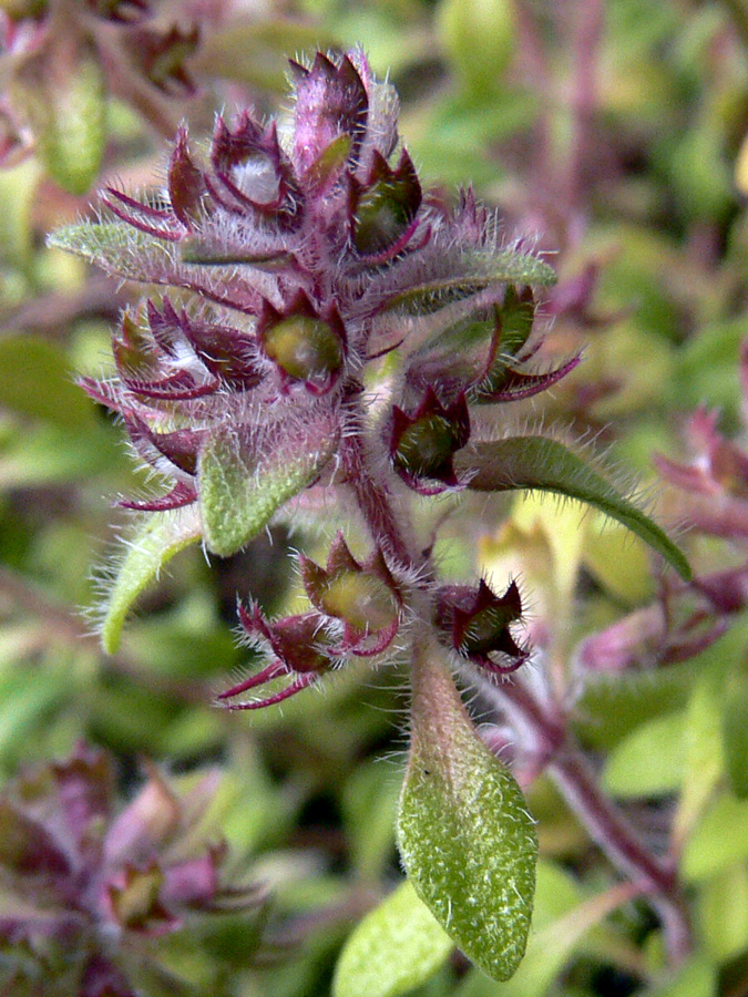 Изображение особи Thymus hirticaulis.