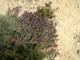 Echium angustifolium