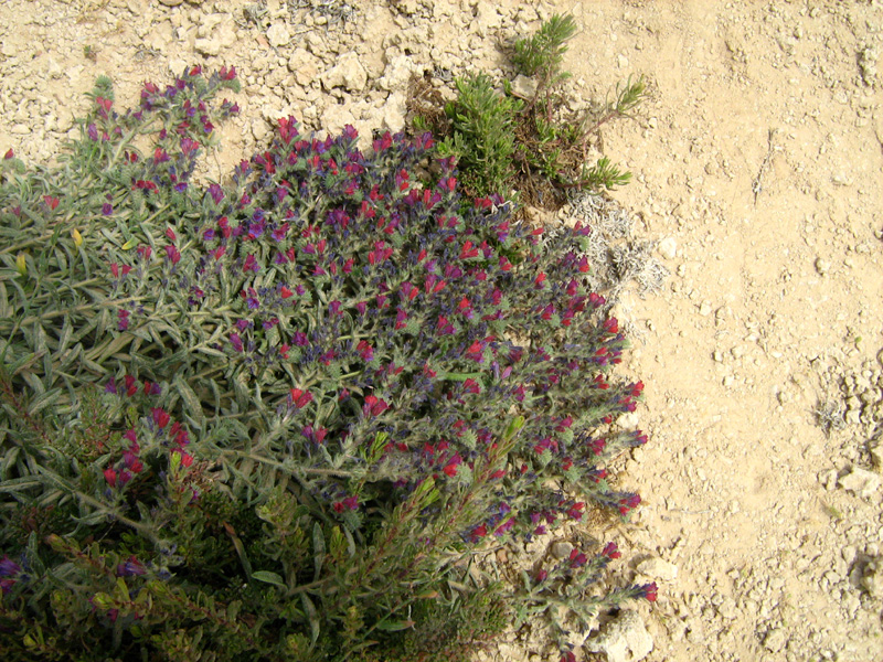 Изображение особи Echium angustifolium.