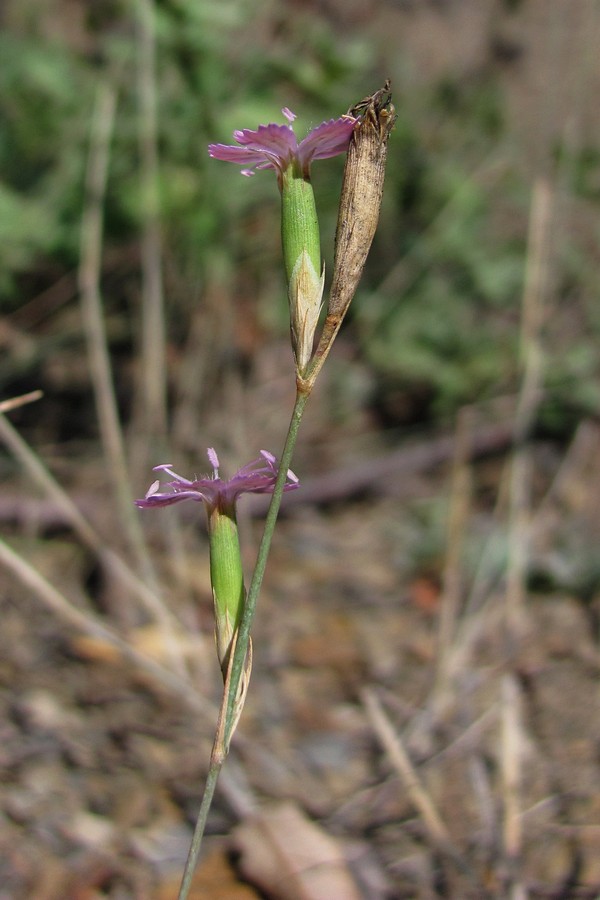 Изображение особи Dianthus humilis.