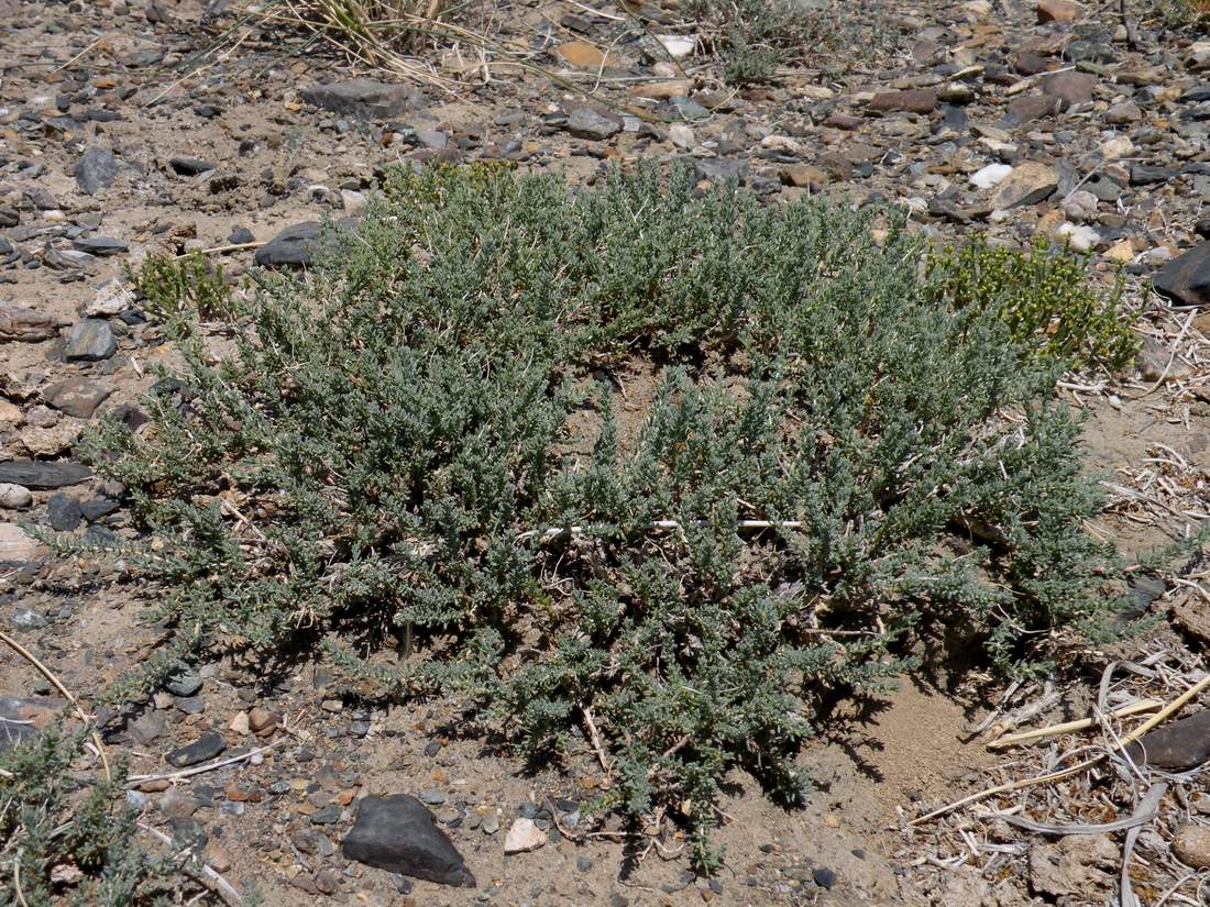 Image of Reaumuria songarica specimen.