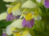 Galeopsis speciosa. Цветки. Московская обл., Раменский р-н, окр. дер. Хрипань, луг. 06.07.2003.