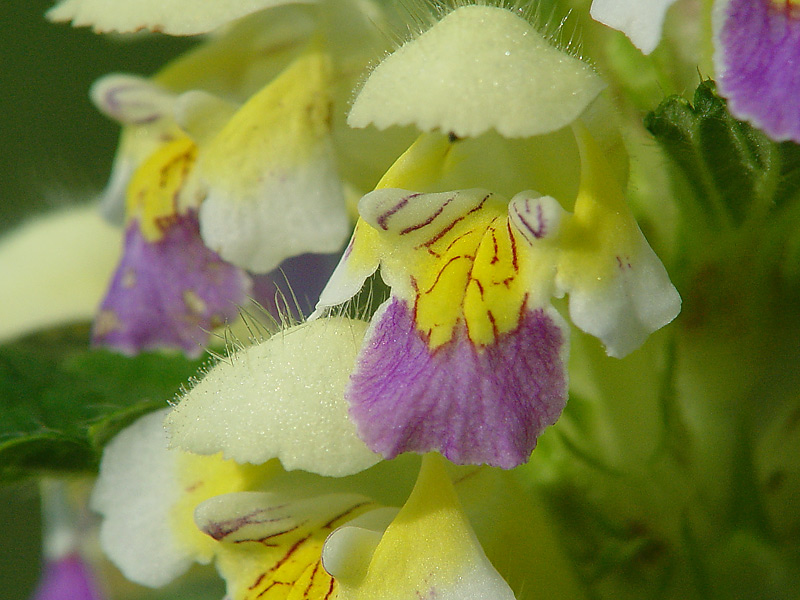 Image of Galeopsis speciosa specimen.