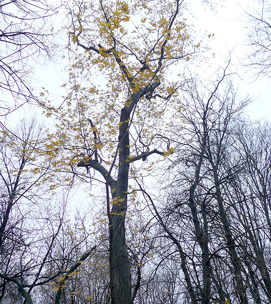 Image of Acer saccharinum specimen.