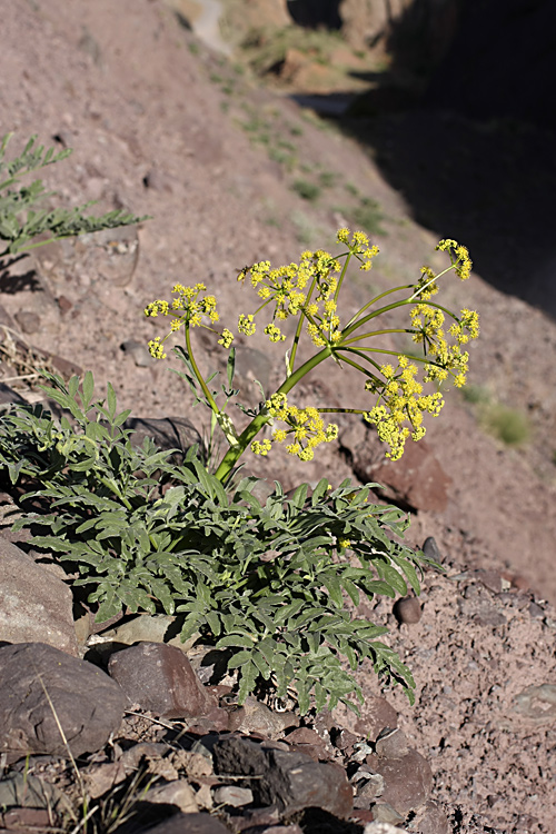 Изображение особи род Ferula.