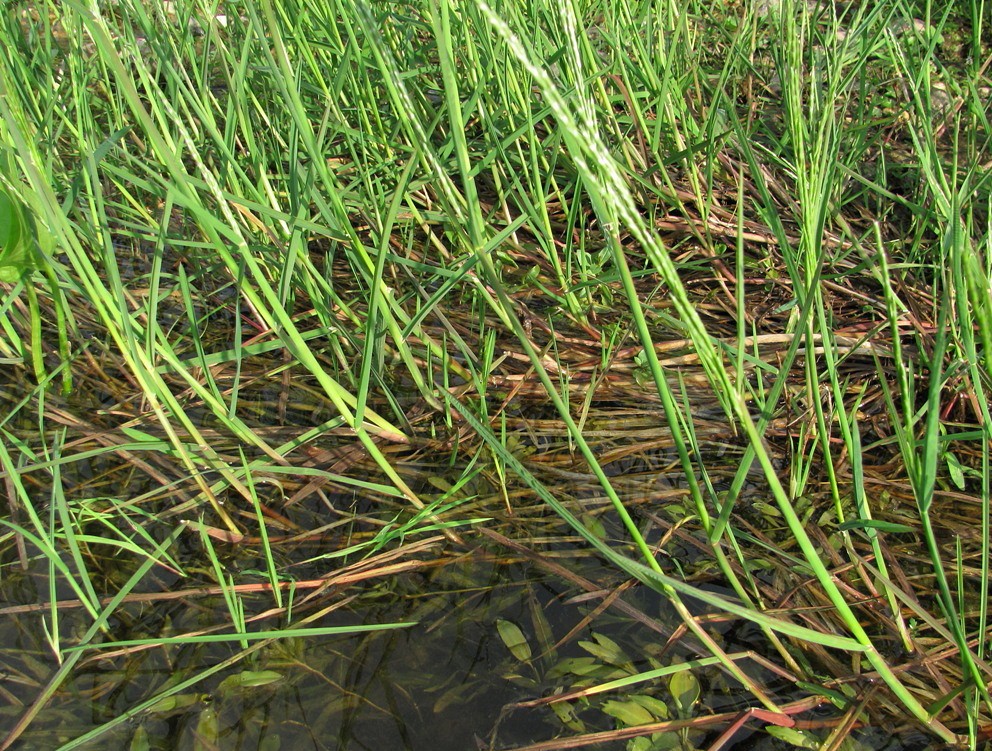 Image of Glyceria fluitans specimen.