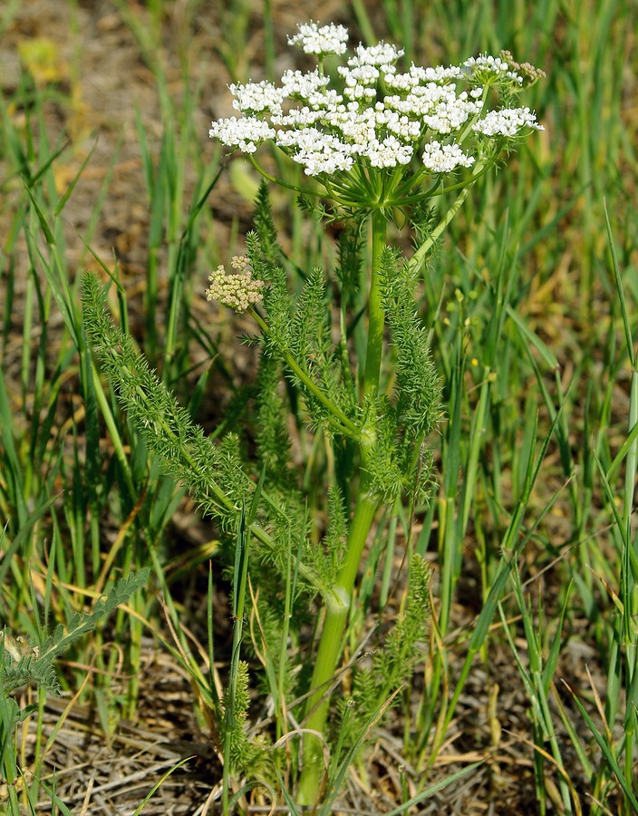 Image of Schrenkia golickeana specimen.