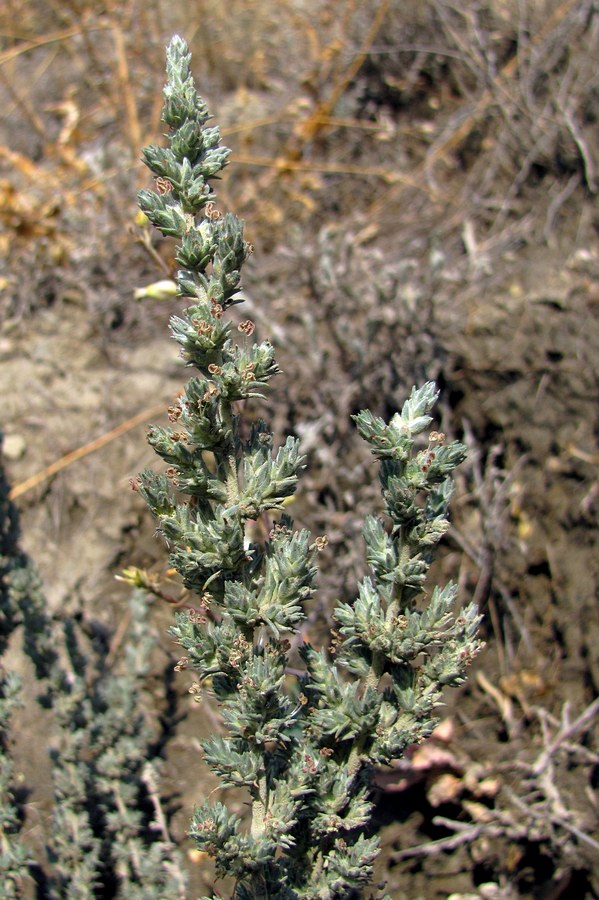 Изображение особи Camphorosma monspeliaca.