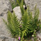 Dryopteris villarii