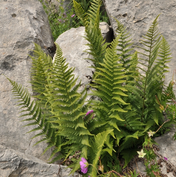 Image of Dryopteris villarii specimen.