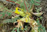 Astragalus schanginianus