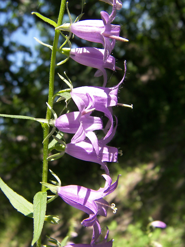 Изображение особи Campanula rapunculoides.