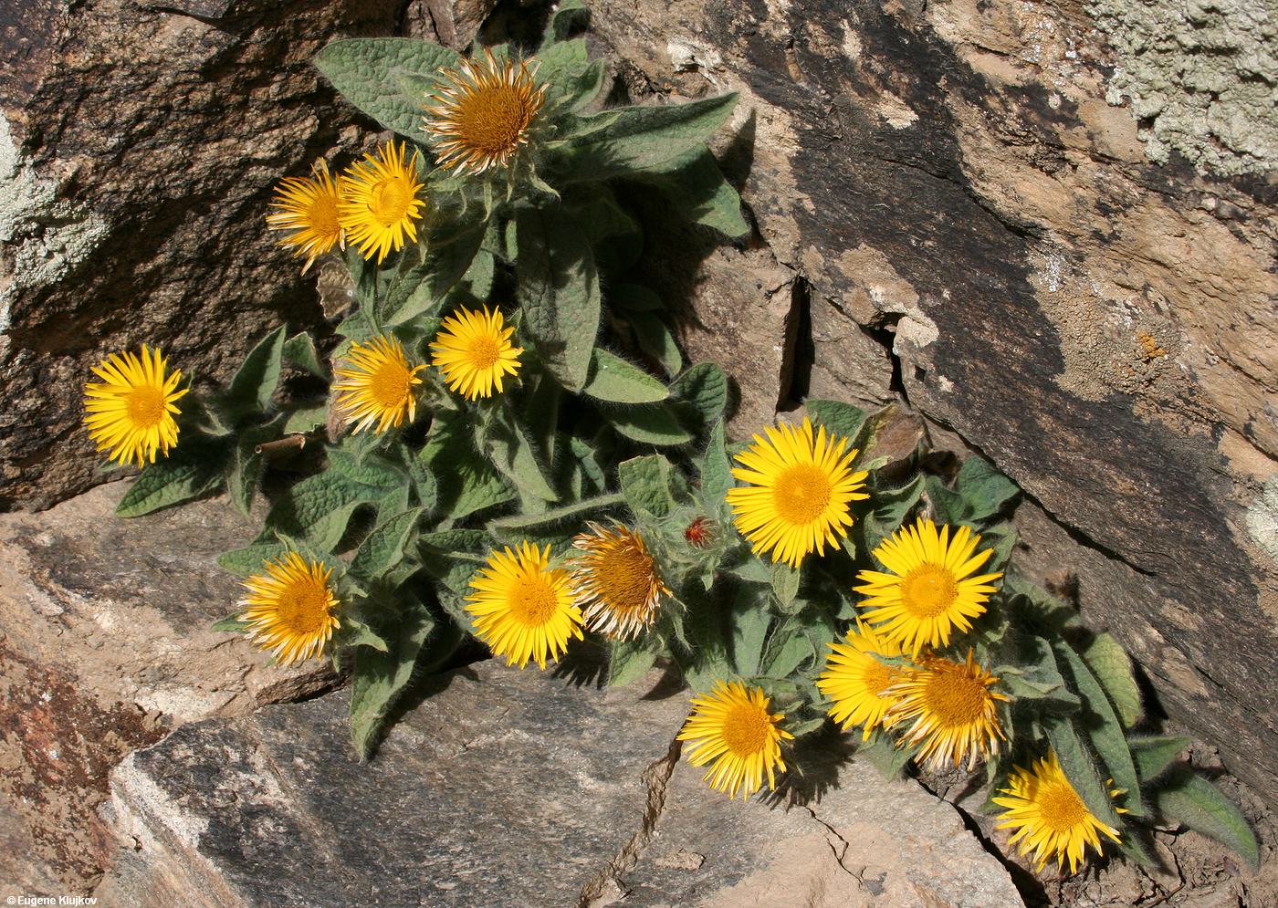 Изображение особи Inula glauca.