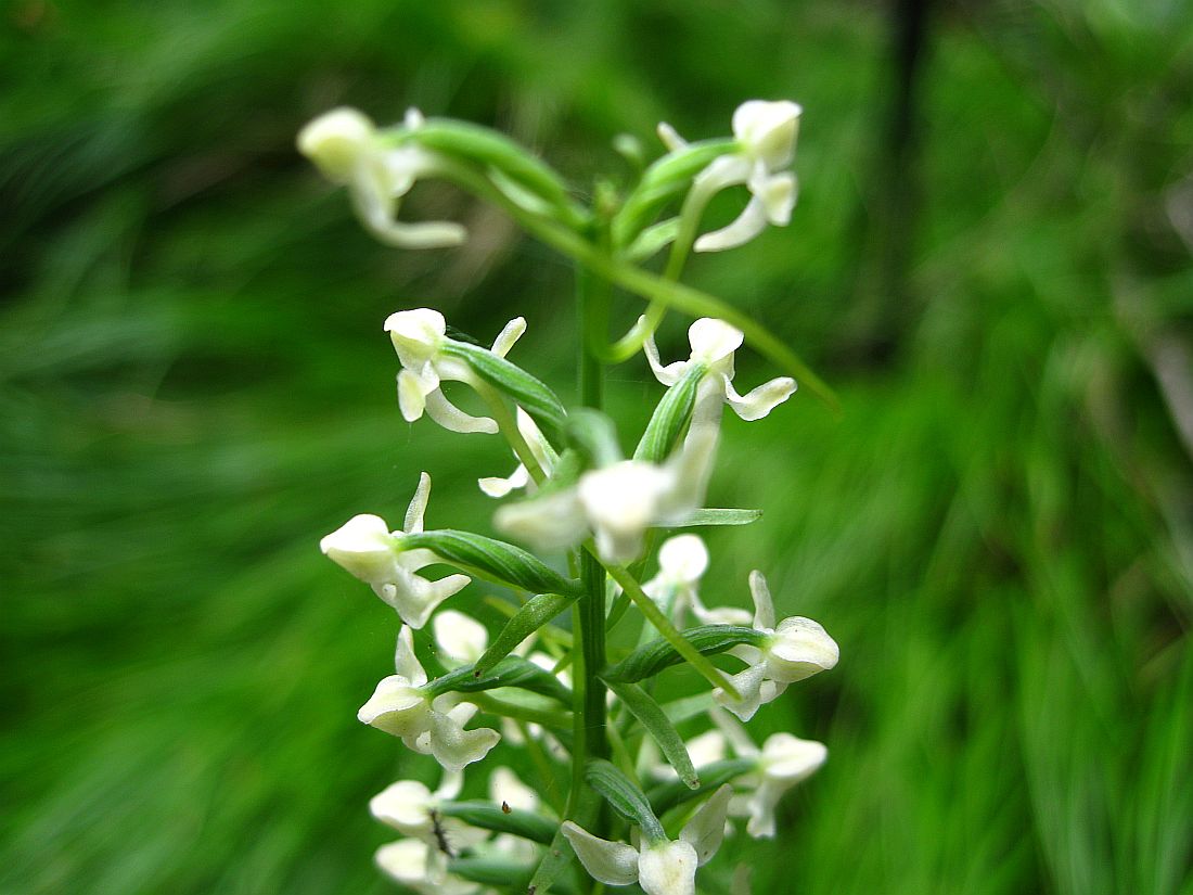 Изображение особи Platanthera sachalinensis.
