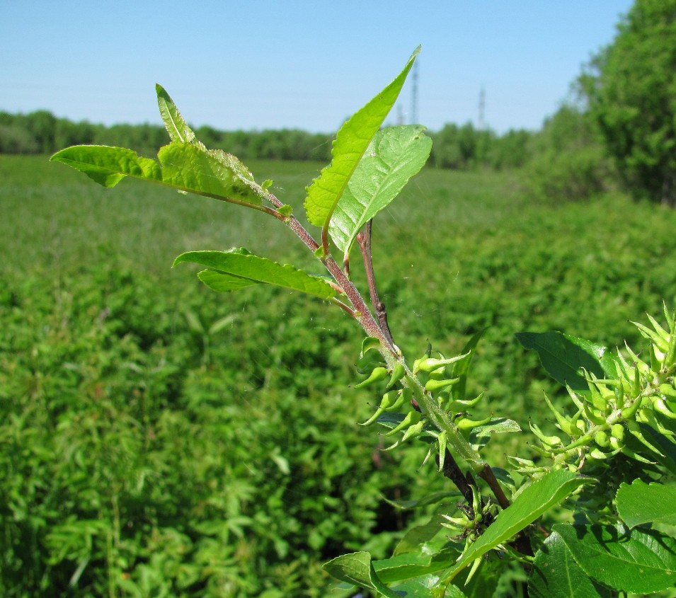 Image of Salix myrsinifolia specimen.