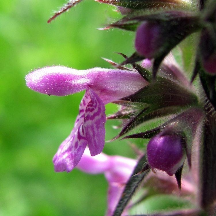 Image of Stachys palustris specimen.