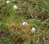 Eriophorum vaginatum. Верхушка плодоносящего растения. Мурманская обл., Кандалакшский р-н, окр. пос. Лувеньга, болотце у подножия гор Лувеньгские Тундры. 01.07.2010.