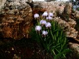 Iris lortetii. Цветущие растения. Израиль, Самария, окр. деревни Уцрин, склон горы. 25.03.2010.