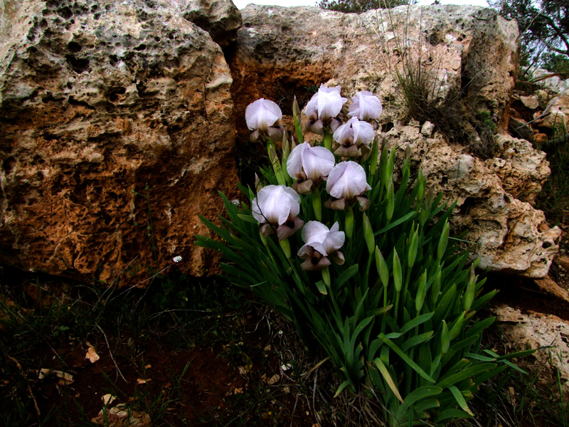 Image of Iris lortetii specimen.