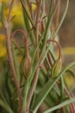 Gagea bulbifera